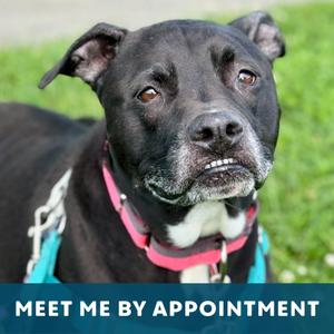 Diego, Mixed Breed - Med/Lg, senior, available for adoption