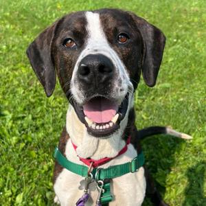 Peanut Butter Henry, Mixed Breed - Med/Lg, adult, available for adoption