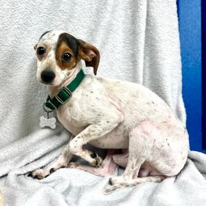 Baby Toes, Mixed Breed - Small, young, available for adoption