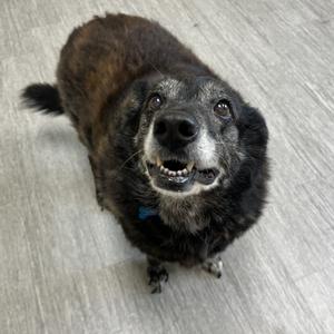 Meadow, Mixed Breed - Large, senior, available for adoption
