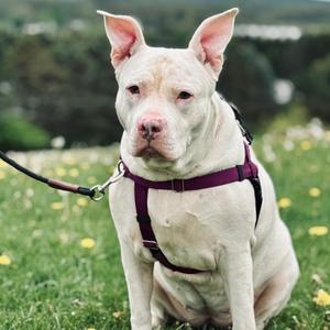 Aurora, Mixed Breed - Large, adult, available for adoption