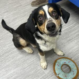 Dwight, Beagle/Mixed Breed - Medium, young, available for adoption