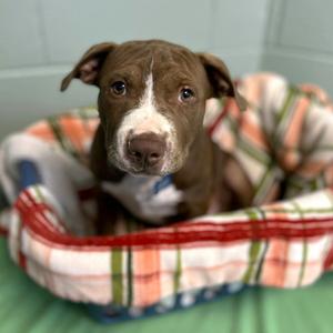 Koosh, Mixed Breed - Large, puppy, available for adoption