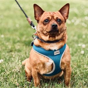 Mako, Chihuahua/Mixed Breed - Small, adult, available for adoption