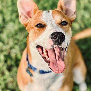 Fraya, Mixed Breed - Medium, young, available for adoption