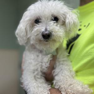 Mandy, Maltese/Mixed Breed - Small, senior, available for adoption