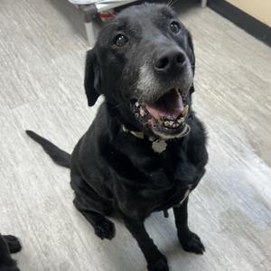 Moose, Mixed Breed - Large, senior, available for adoption