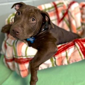 Nerf, Mixed Breed - Large, puppy, available for adoption