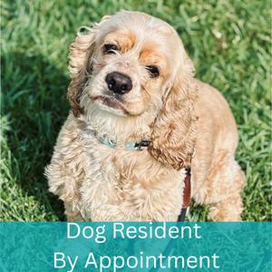 Niko, Cocker Spaniel, adult, available for adoption