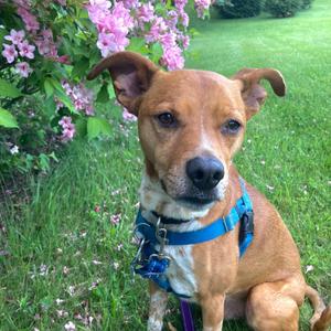 Mac, Mixed Breed - Medium, senior, available for adoption
