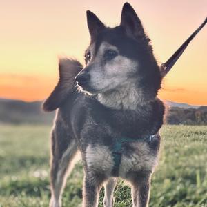 Apple Cider, Shiba Inu, senior, available for adoption