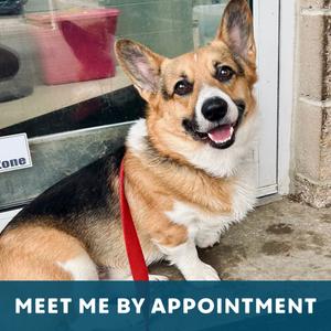 Lobster, Cardigan Welsh Corgi/Mixed Breed - Medium, young, available for adoption