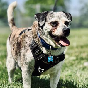 Obi, Terrier, senior, available for adoption