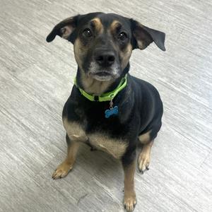 Mazilla, Mixed Breed - Medium, young, available for adoption