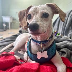 Fishbone, Mixed Breed - Small, young, available for adoption
