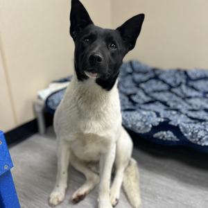 Dr. Langdon, Mixed Breed - Medium, young, available for adoption