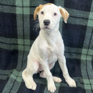 Black Widow, Mixed Breed - Med/Lg, puppy, available for adoption