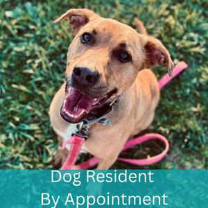 Maebel, Mixed Breed - Med/Lg, adult, available for adoption