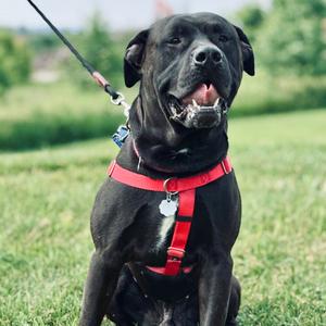 Lukin, Labrador Retriever/Mixed Breed - Large, adult, available for adoption