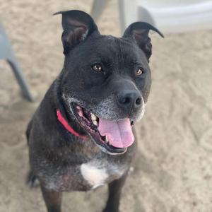 A close-up photograph of a black dog with a red collar, smiling, standing on a sandy surface.