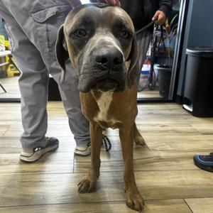 Beamer, Cane Corso, young, available for adoption