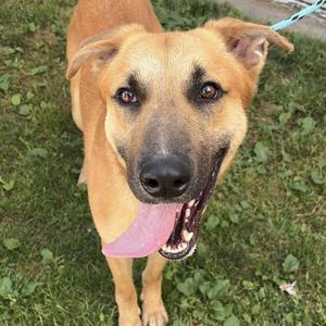 Boomer, Belgian Shepherd / Malinois, adult, available for adoption