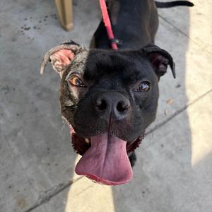 Aris, Pit Bull Terrier, adult, available for adoption