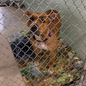 Bagel, Mixed Breed, young, available for adoption