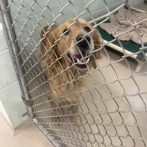 A golden retriever dog behind a chain-link fence, looking up with its mouth open.