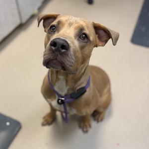 A brown dog with floppy ears and a purple collar, sitting on a light-colored floor.