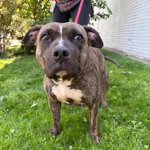 Becca, Pit Bull Terrier, adult, available for adoption