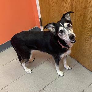 Angel, Mixed Breed, adult, available for adoption