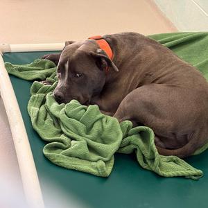 Ash, Pit Bull Terrier, puppy, available for adoption