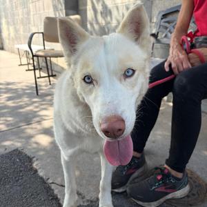 Boba, Husky, adult, available for adoption