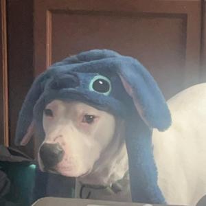 A white dog wearing a blue Stitch-themed hat.
