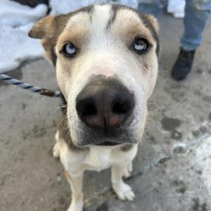 a dog with blue eyes and a black and white coat