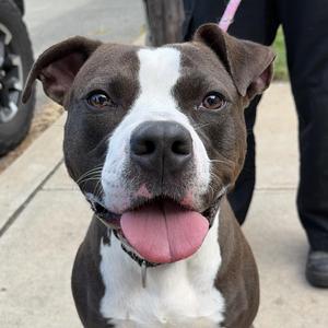 Bear, Pit Bull Terrier / Mixed Breed, adult, available for adoption