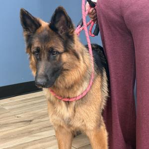 Bailey, German Shepherd Dog, young, available for adoption