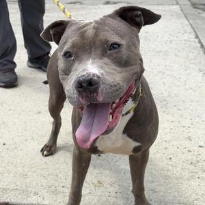 Bebe, Pit Bull Terrier, adult, available for adoption
