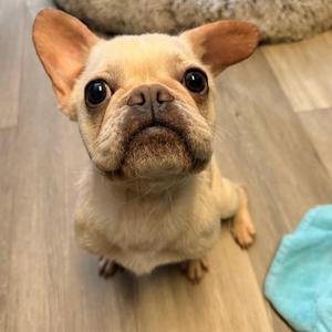 A close-up of a light-colored French Bulldog sitting on a wooden floor, looking directly at the camera with large, expressive eyes.