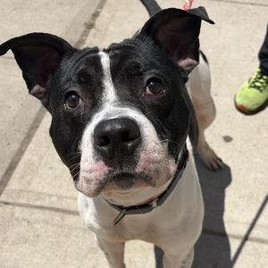 Ace, Pit Bull Terrier, adult, available for adoption