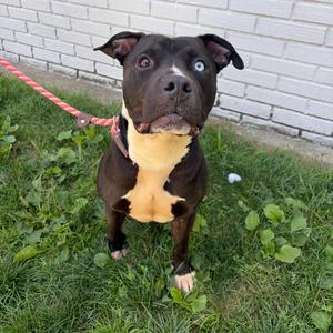 Ace, Pit Bull Terrier, adult, available for adoption