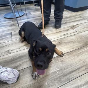 Bobby, Rottweiler / Mixed Breed, young, available for adoption