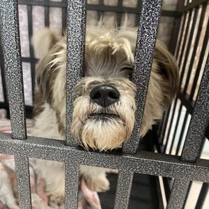 Balenciaga, Mixed Breed, adult, available for adoption