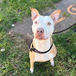 Andrea, Pit Bull Terrier, adult, available for adoption