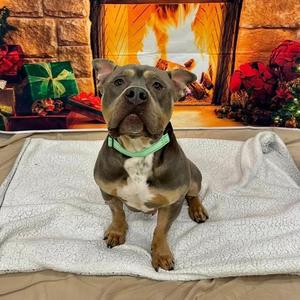 Archie, Pit Bull Terrier, adult, available for adoption