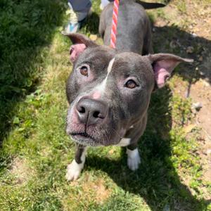 Bronson, Pit Bull Terrier, adult, available for adoption