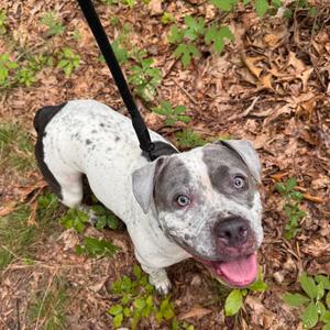 Armani, English Bulldog / Mixed Breed, adult, available for adoption