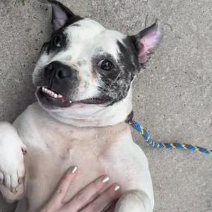A black and white dog lying on its back with a blue and yellow leash attached to its collar.