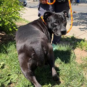 Bella, Pit Bull Terrier, adult, available for adoption